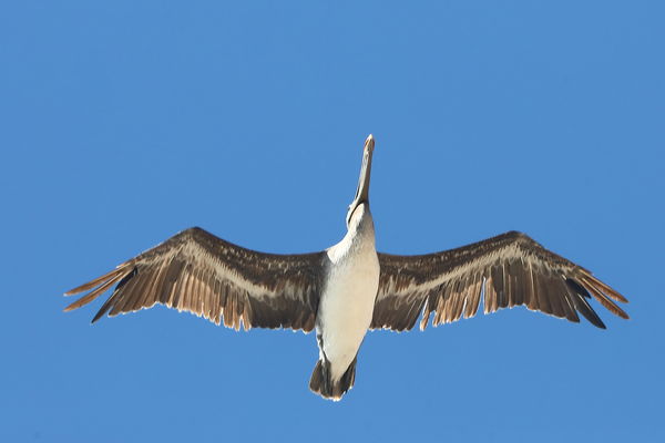 Brown Pelican fly over...