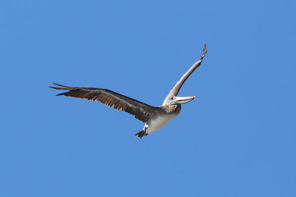 Brown Pelican in flight...