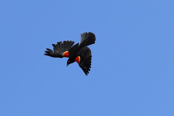 Diving Red-Wing Bluebird NM: Diving Red-Wing Bluebird NM...