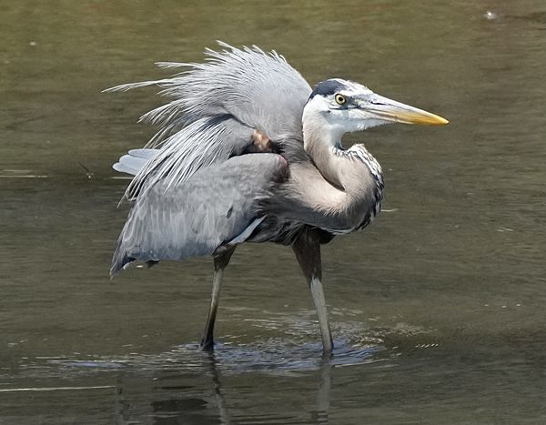 The blue herons have a little hair thing going on,...