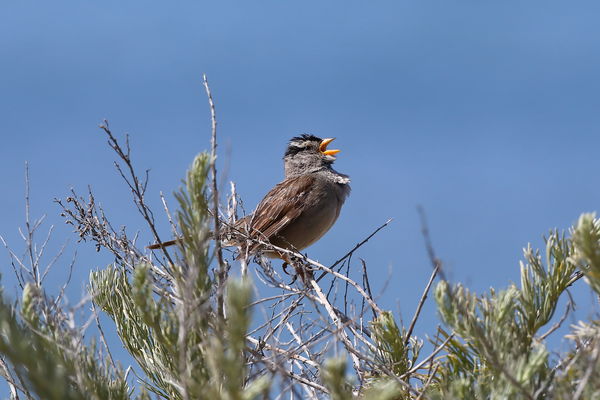 singing sparrow...