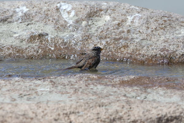 its sparrow bath time...