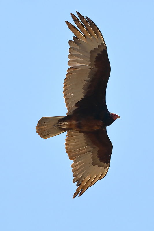 Another angle on the turkey vulture...