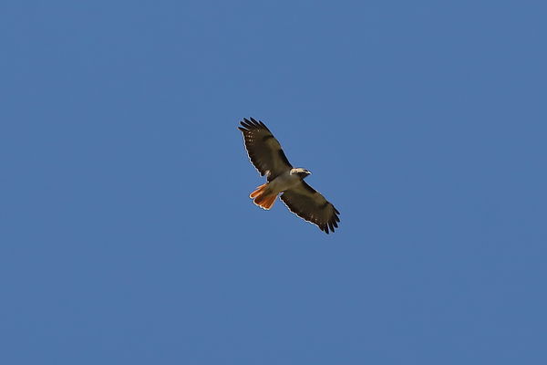 Red tailed hawk. Very high in the sky had to crop ...
