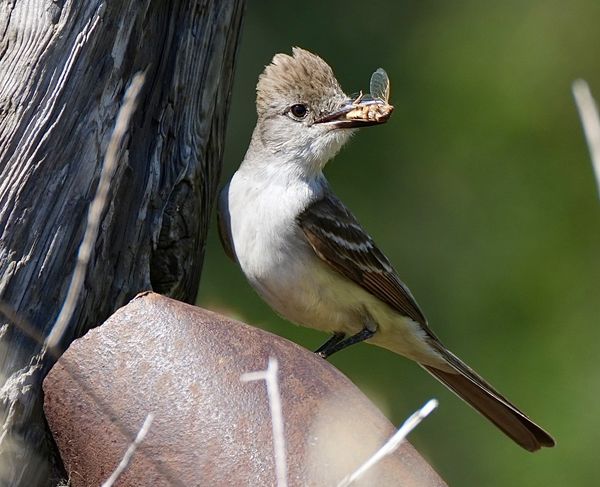 Ash throated flycatcher with flying insect...