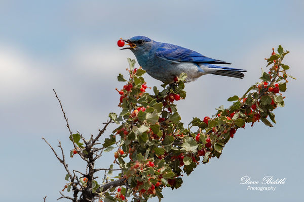 Mountain Bluebird male...