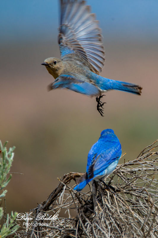Mountain Bluebird female flying over the male...