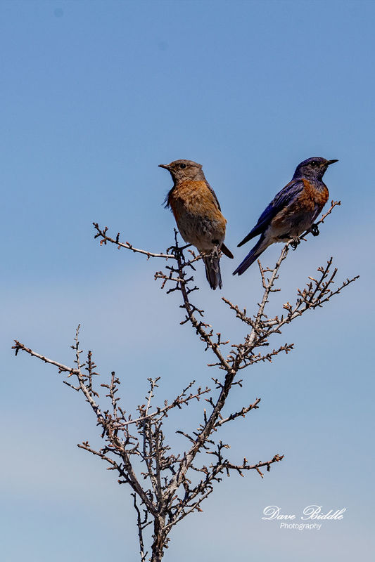 Western female bluebird on the left and male on th...
