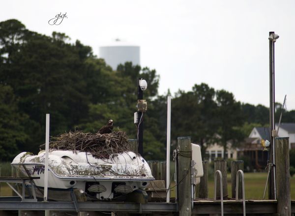 An expensive and very large Osprey nest!...