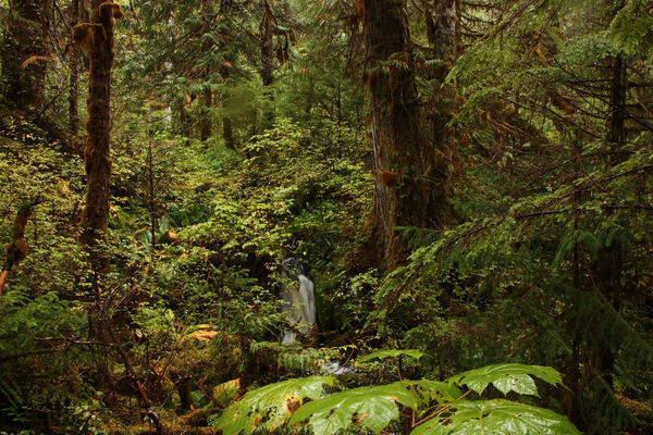 Temperate rainforest has the highest biomass per a...