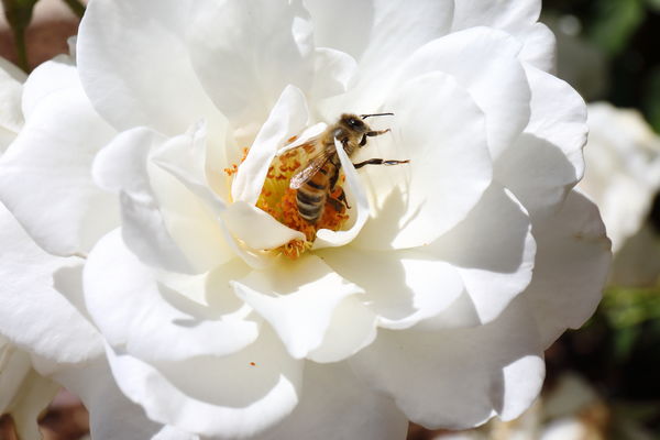 Bee on white rose at winery in near Paso Robles...