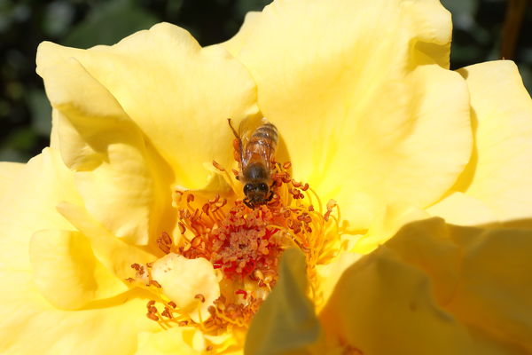 Bee on yellow rose at winery in near Paso Robles...