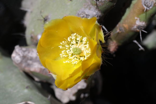 Cactus flower on Morro Rock...