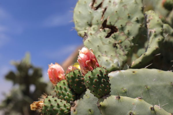 Cactus flowers on Morro Rock...