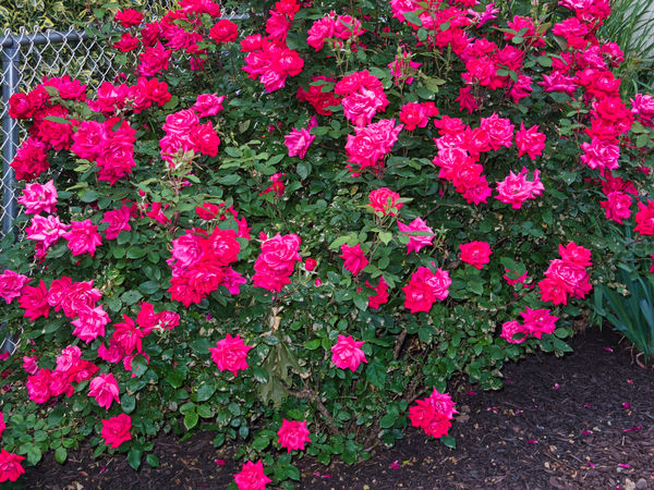 Standard red rose bush, really flowering....