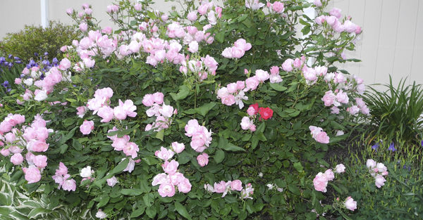 Pink rose bush...with anomalies....