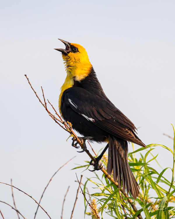 This yellow-headed blackbird is probably the fathe...