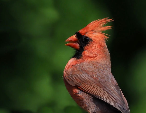 Northern Cardinal (M)...