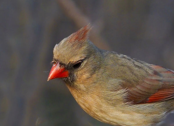 Norther Cardinal (F)...