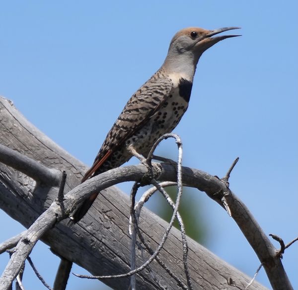 Northern flicker from 150 yards...