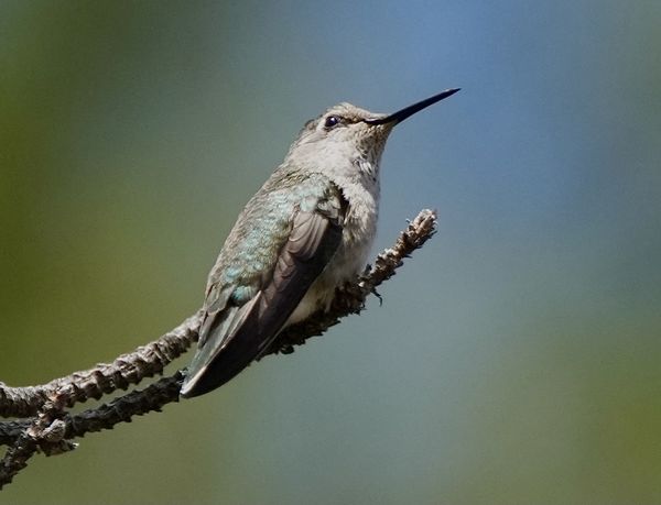Anna’s hummingbird...