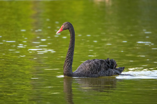 Black Swan...