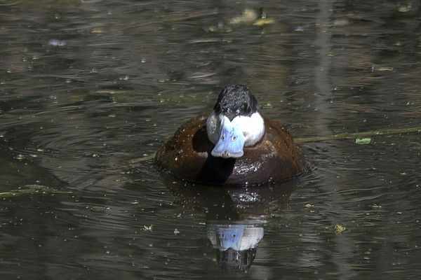 Ruddy Duck (male)...