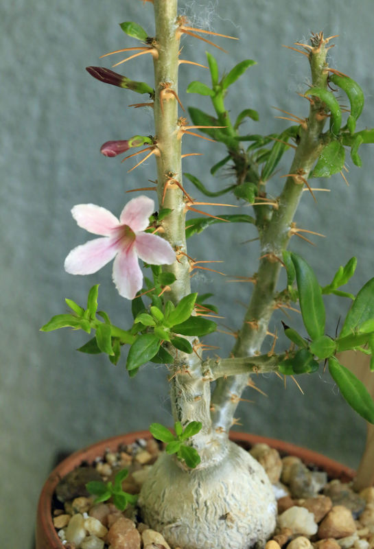 Pachypodium bispinale in bloom...