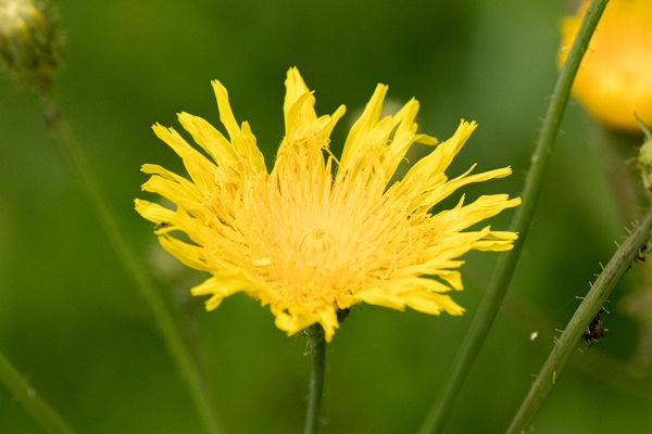 Sow thistle...