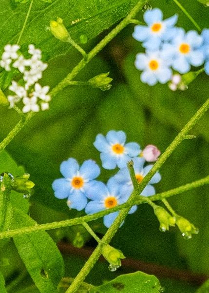 Forget me nots...