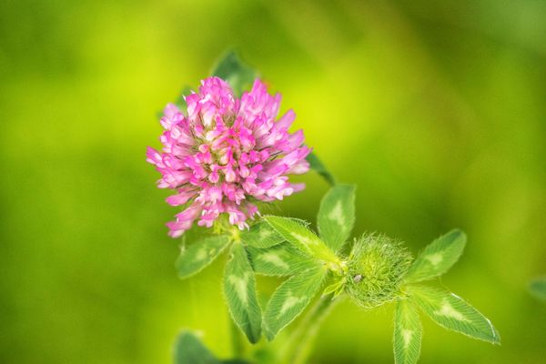 Red clover...