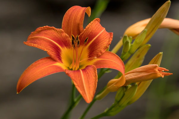 Day lily (ditch lily)...