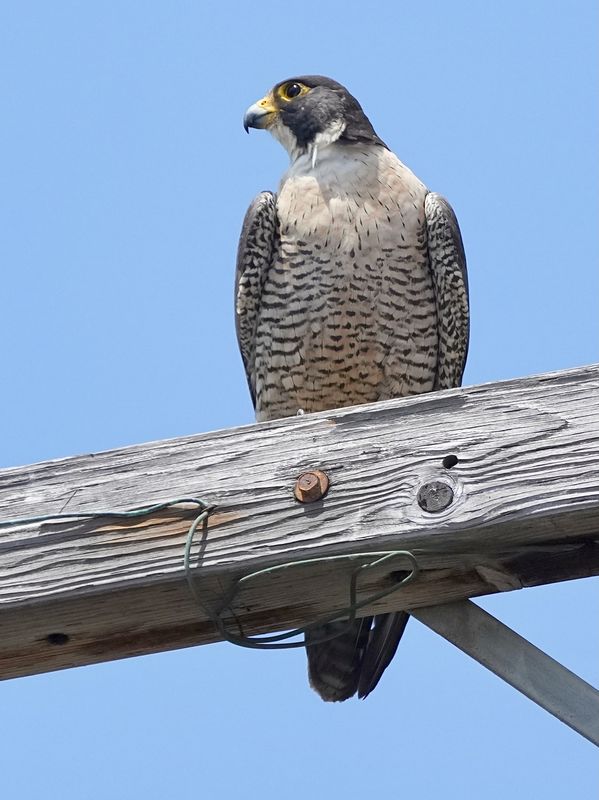 Peregrine watches carefully but no interaction wit...