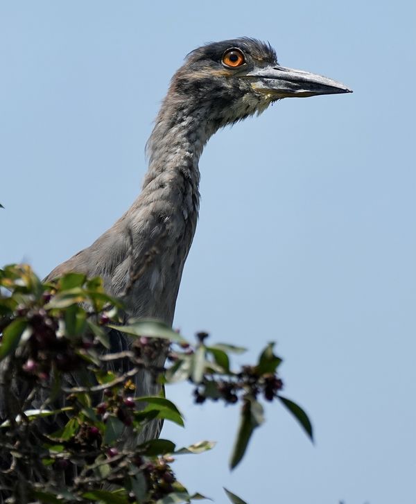 This young yellow crowned night heron didn’t move ...