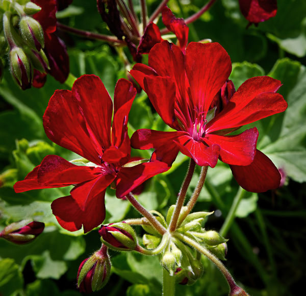 Geranium in harsh light.  Might have been much bet...