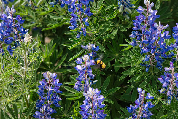 A Bumble Bee on Silver Lupines in the Black Canyon...