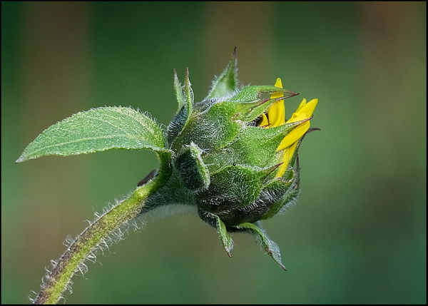 1. Sunflower bloom....