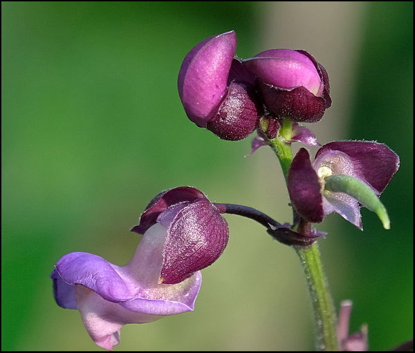 2. Purple greenbean bud....