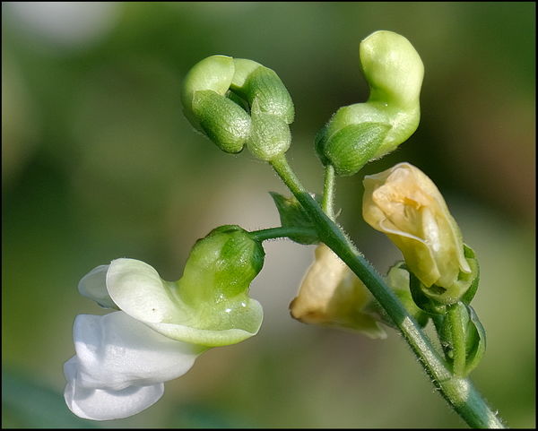 4. Regular Greenbean bloom....