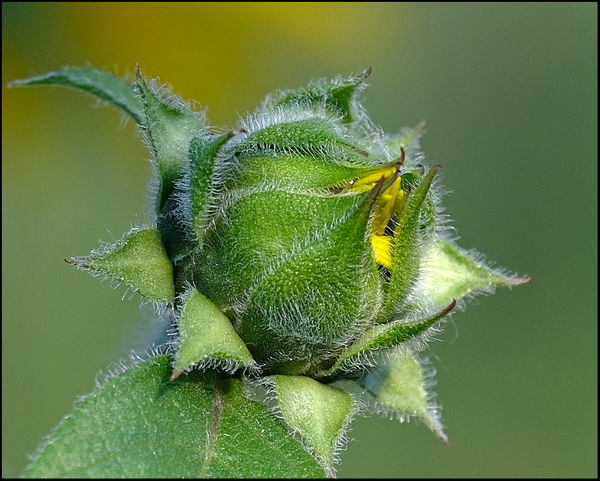 5. Another Sunflower bud....
