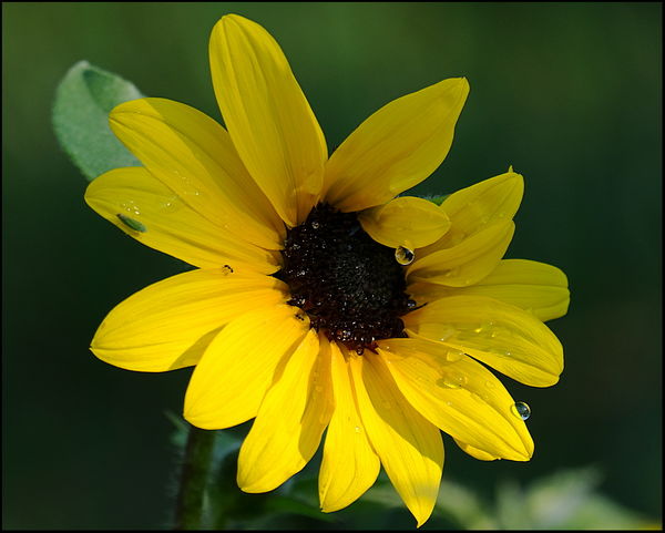 6. Sunflower with dew....