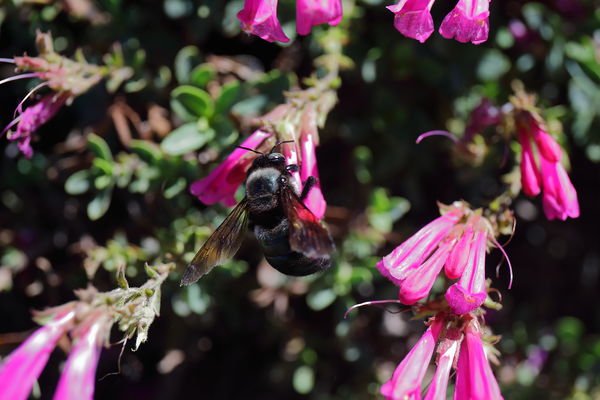 Bee on a flower...