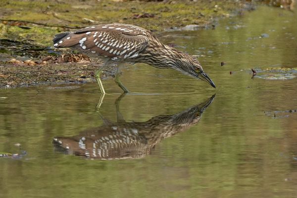 Young yellow or black crowned night heron (the you...