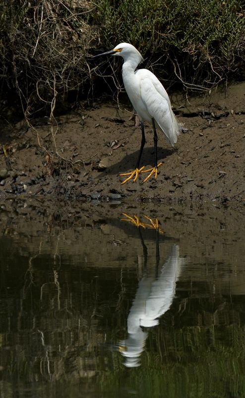 Snowy egret...