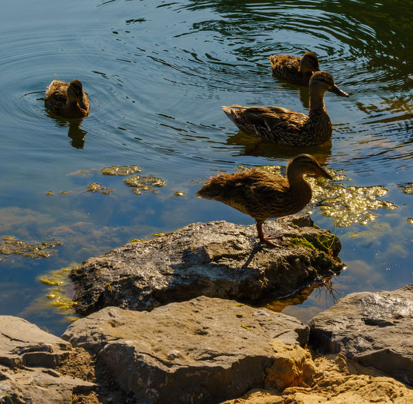 The duck family that monitored my water shots...