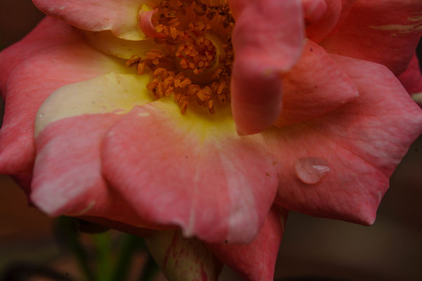 Inside of a beautiful rose...