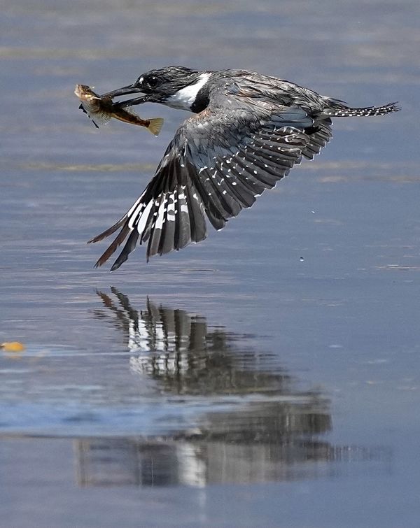 Kingfisher with successful dive (boy these guys ar...