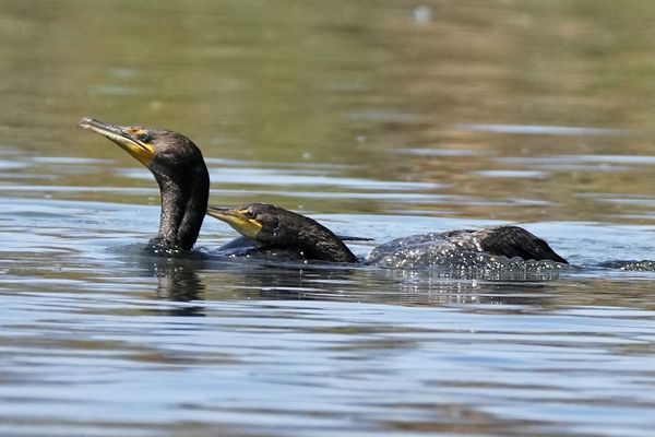 Young cormorant approaching parent...