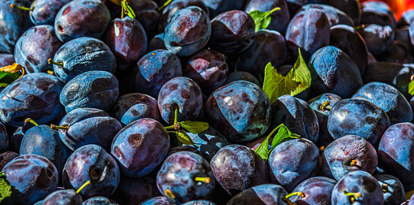 7 - Open air market: Dark blue/purple plum (Zwetsc...
