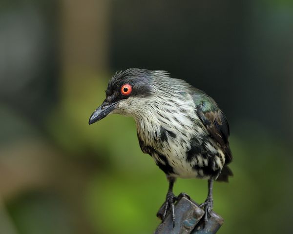 Immature Marellic Starling. New Guinea, Queensland...